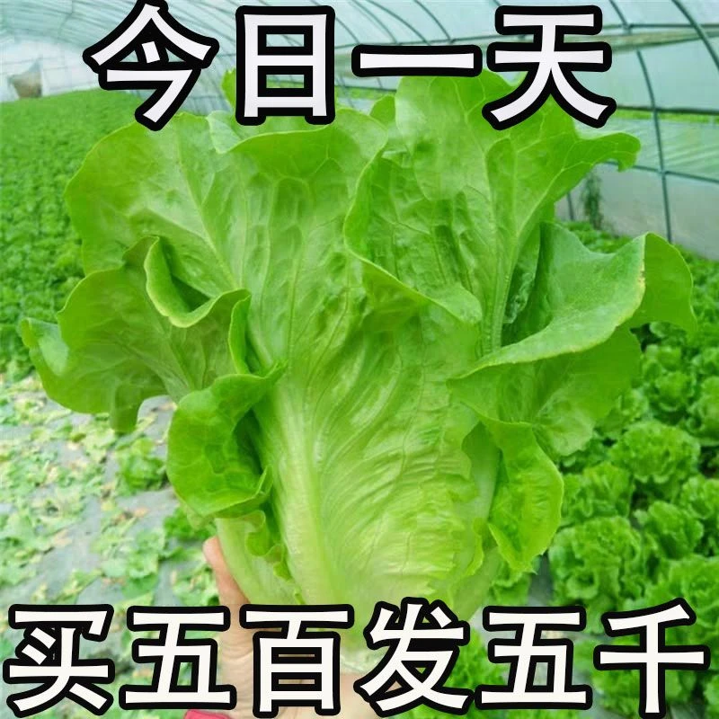孔雀菜种子一年四季种可生吃高营养直立生菜种子田园盆栽沙拉生菜