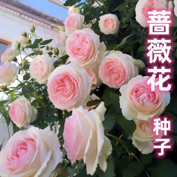 蔷薇花种子玫瑰花草种籽爬藤蔓延围墙栅栏开花覆盖阳台盆栽包邮