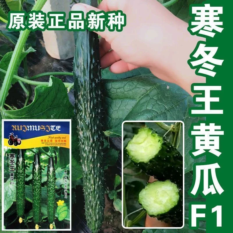 寒冬王F1黄瓜种子绿芯黄瓜种籽绿心密刺青黄瓜孑四季农家蔬菜种子