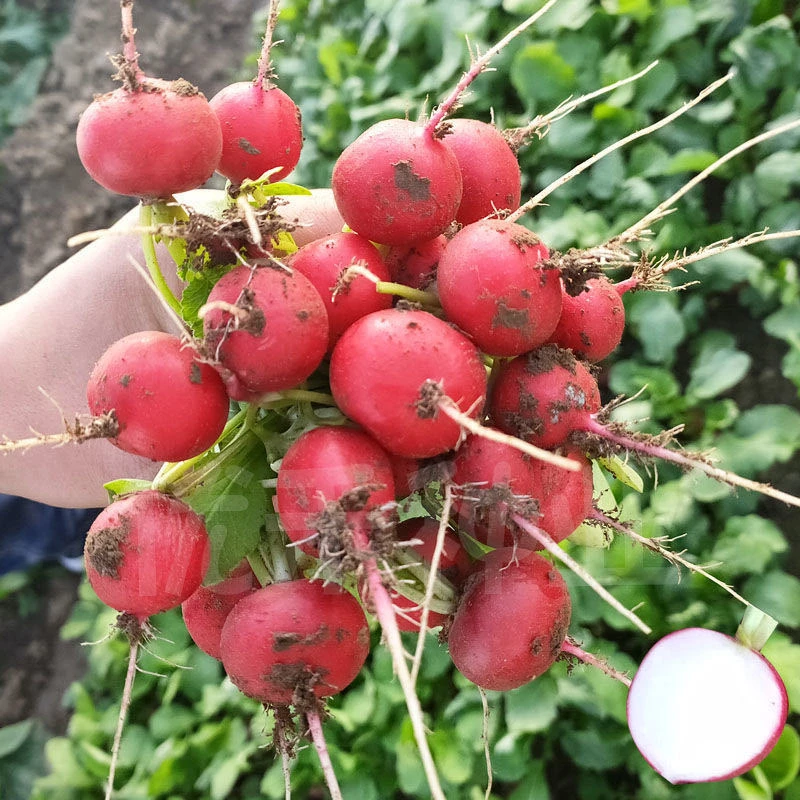 【樱桃萝卜种子】红水果萝卜菜种子室内阳台甜脆四季易种蔬菜种子