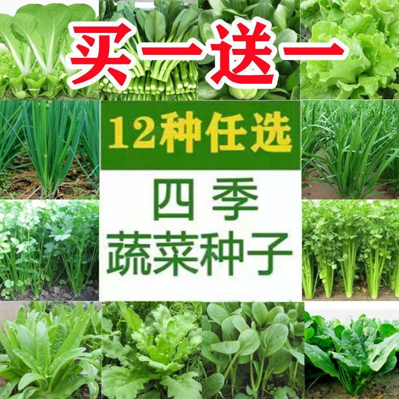 12种蔬菜种子套餐四季菜种子阳台盆栽绿植庭院易种秋冬季蔬菜种子
