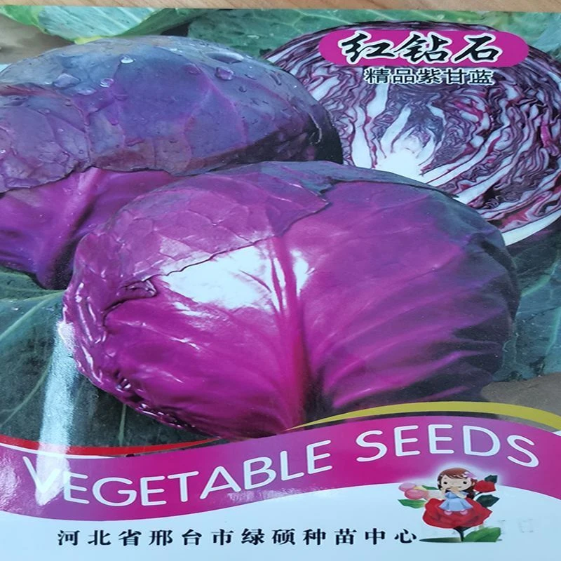 早熟紫甘蓝种子四季结球包心紫白菜种籽易种耐寒孢子卷心蔬菜种籽
