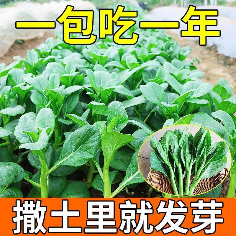 奶油菜心菜种子速生20天早熟广东四九甜菜心一年四季盆栽蔬菜种子