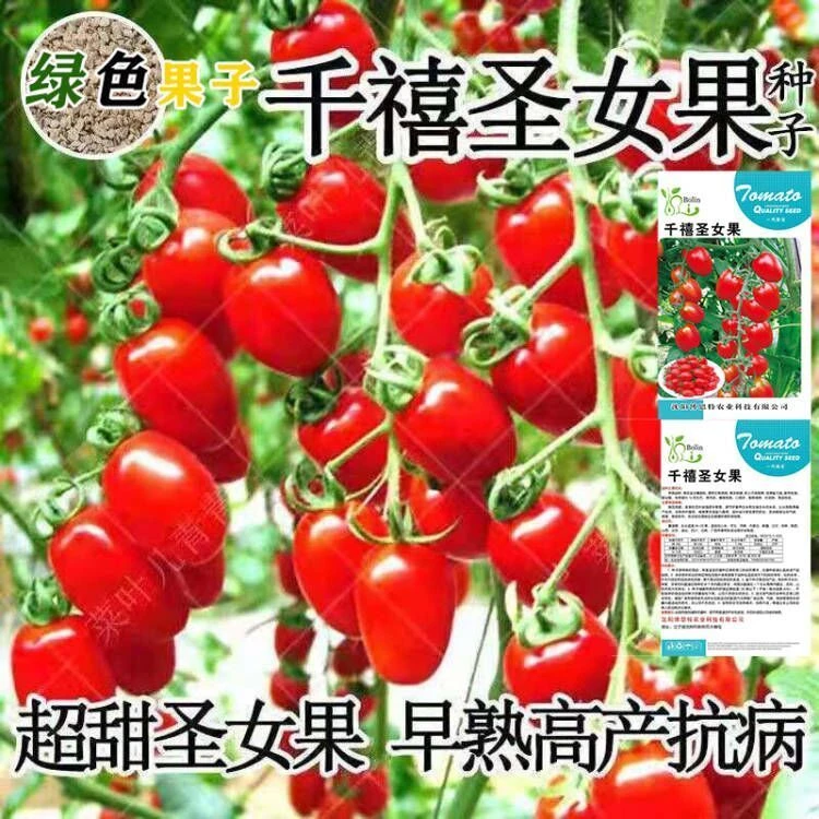 甜番茄种子四季红黄圣女果春季小西红柿千禧籽季农家盆栽蔬菜种孑