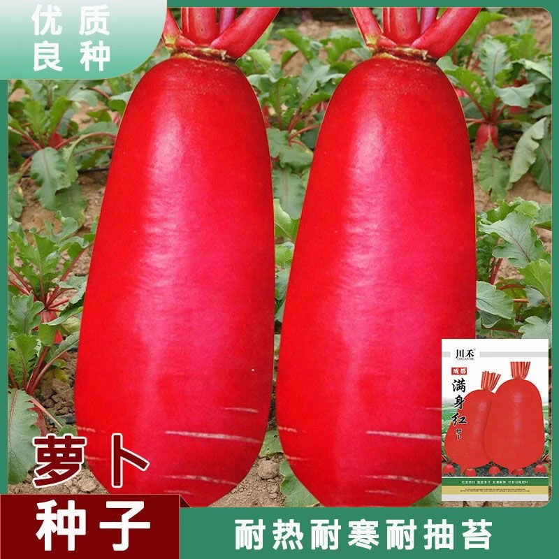 四季满身红高产特大红袍萝卜种大种子红皮白心四季蔬菜种子红萝卜