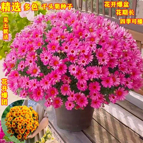 小雏菊种子四季开花好养易活室内外花种子阳台种植易爆盆庭院耐寒