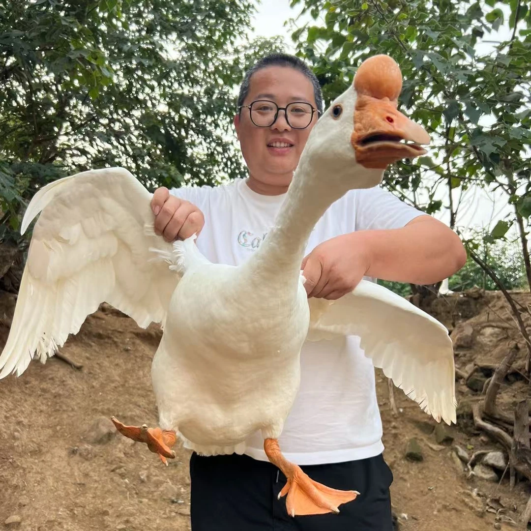 鱼爸鱼妈【自家农场散养大鹅】单只毛重不低于6斤