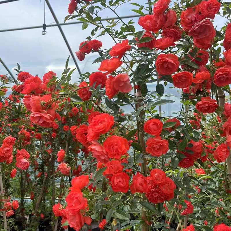 四季橙木香花苗多季花木香爬藤蔷薇藤本月季植物庭院阳台种植花卉