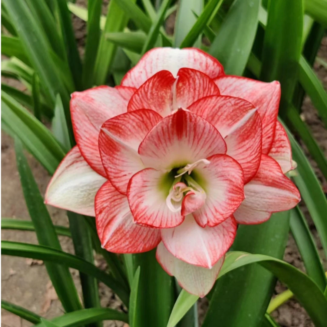 朱顶红【北方姑娘】澳朱  自然球   朱顶红种球花卉四季栽培