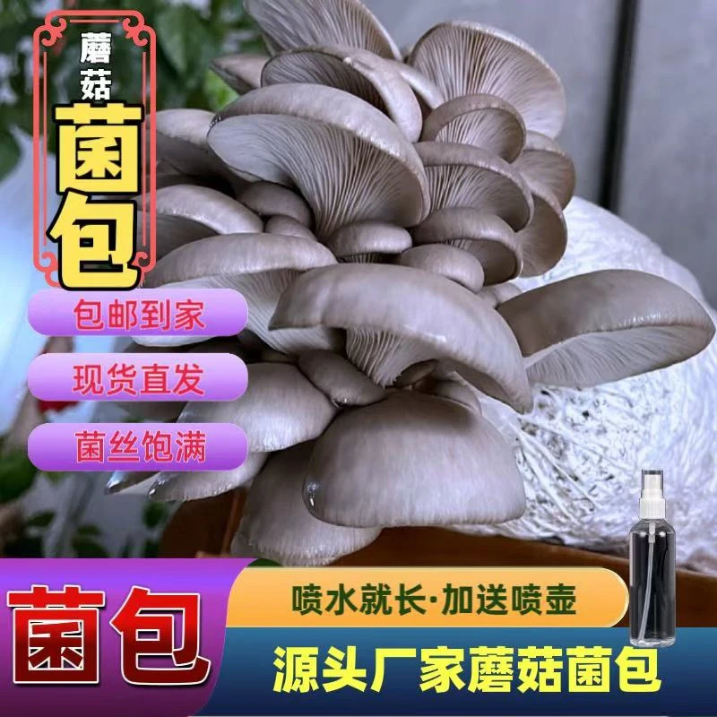 【两个装】5斤装蘑菇菌包家庭种植菌包采摘可玩优选产品美味健康