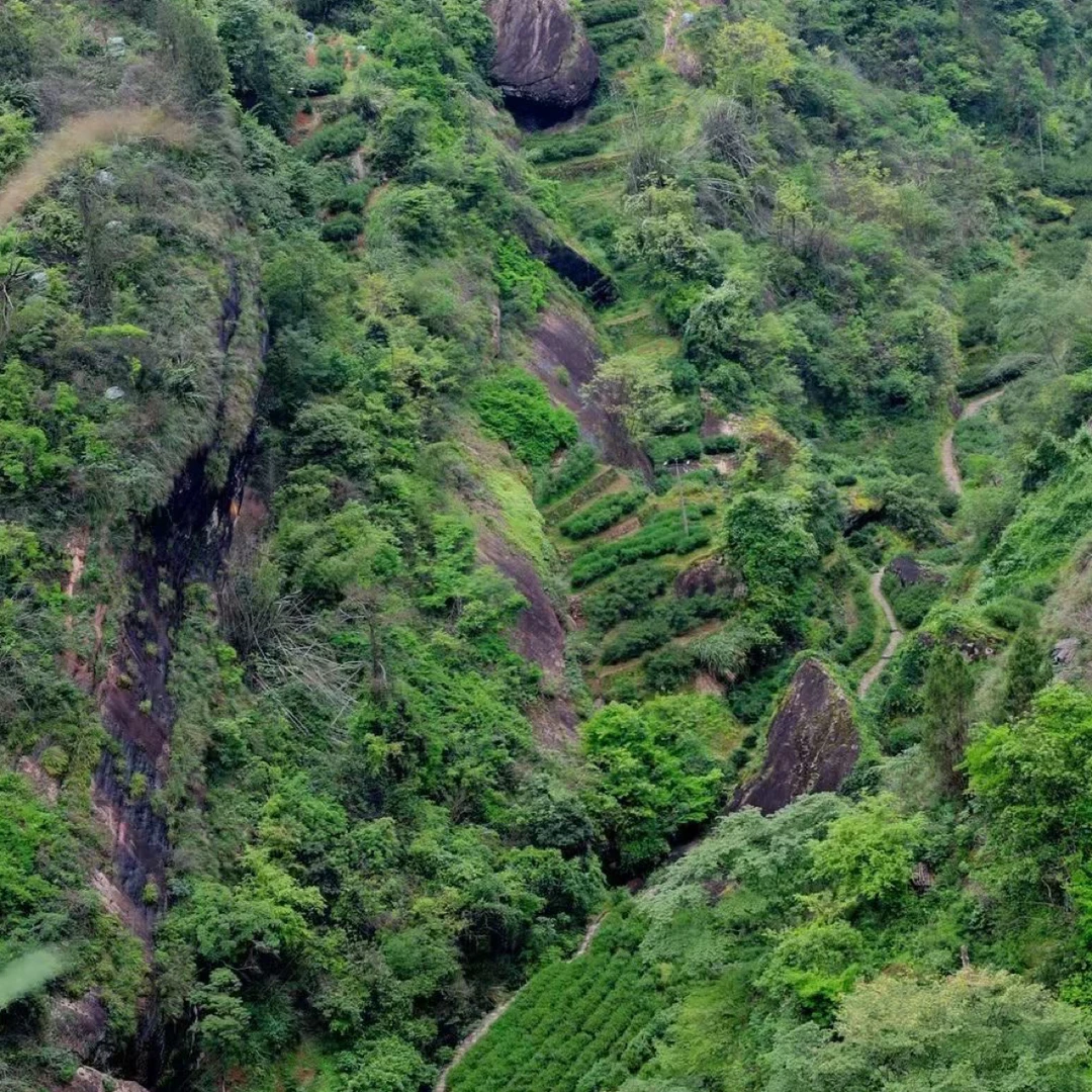 【张工的茶】老枞00系列M盒  2泡 原料分享