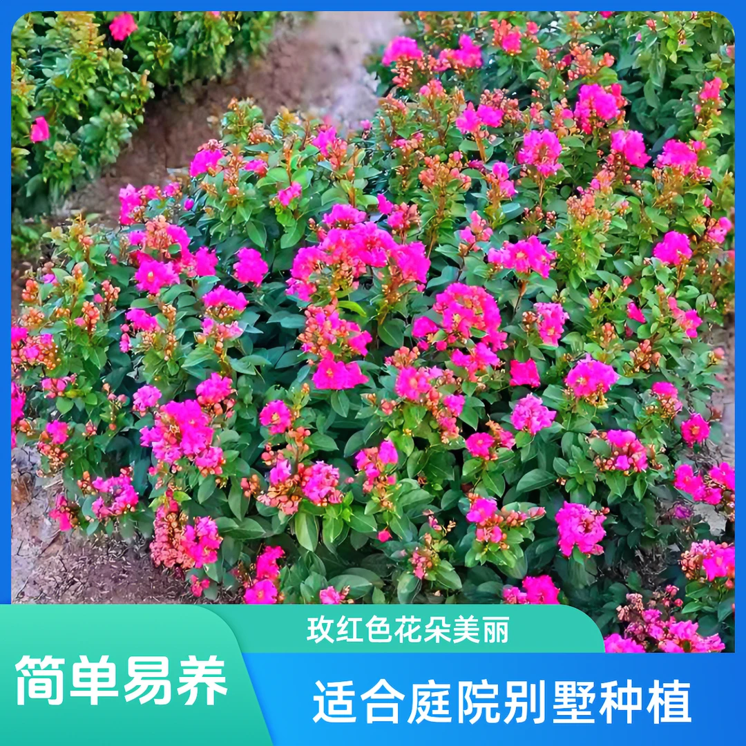 新品种小叶红花紫薇贵妃球盆栽地栽庭院别墅美化南北方种植耐寒