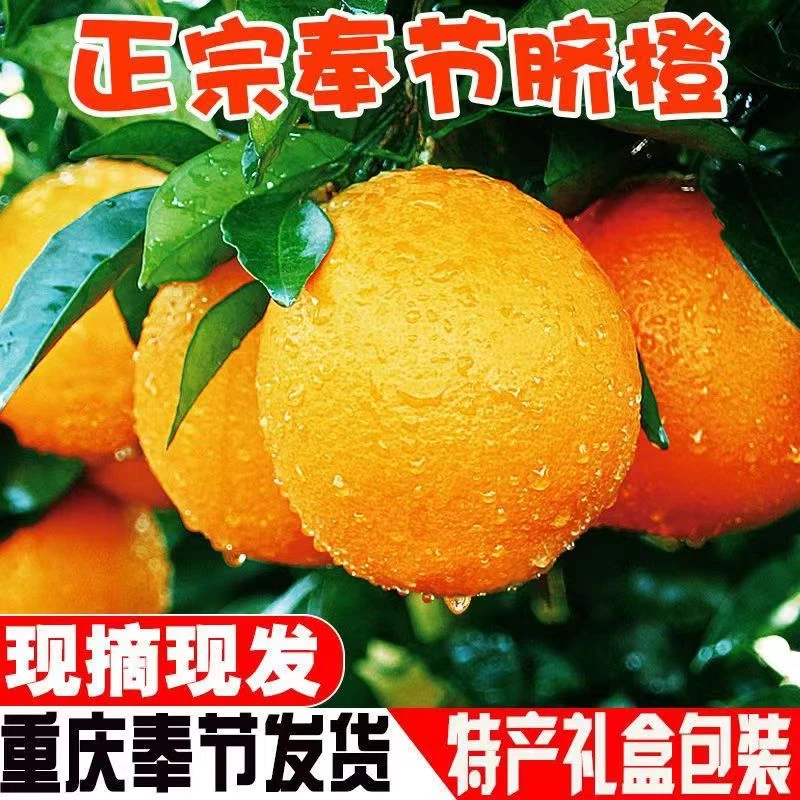 （顺丰包邮）奉节脐橙新鲜甜橙当季整箱水果现摘现发细腻5/10/20斤