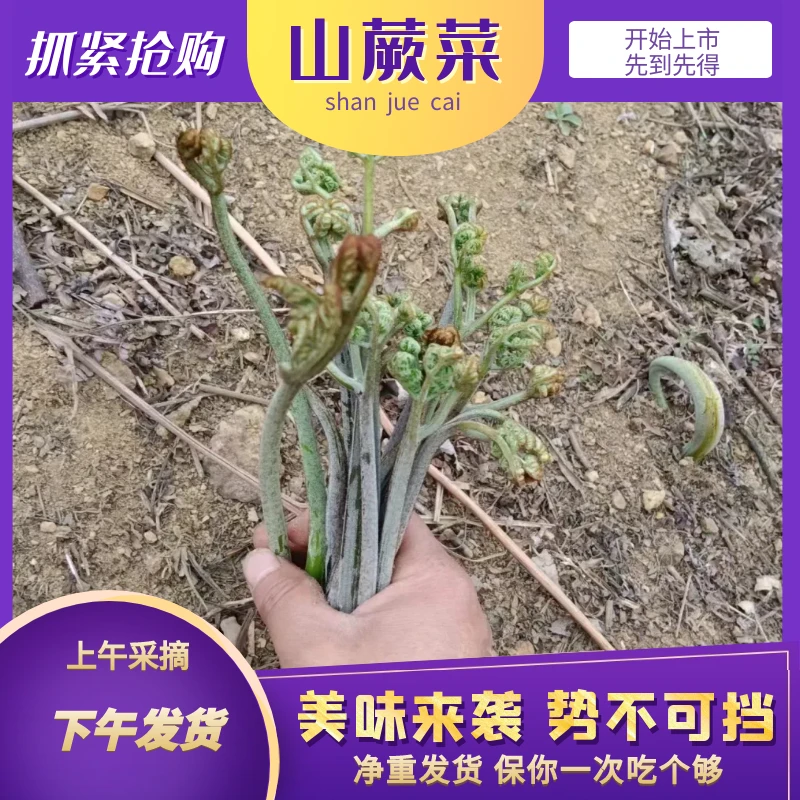 贵州蕨菜新鲜现摘现发货干净凉拌新货口味切段小炒爽口现货热卖