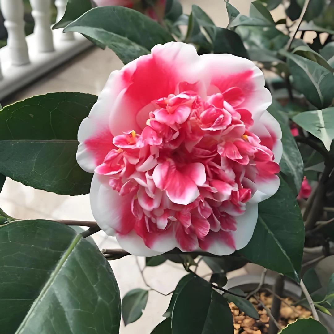 彩虹天使名贵稀有品种茶花可地栽庭院阳台四季常青