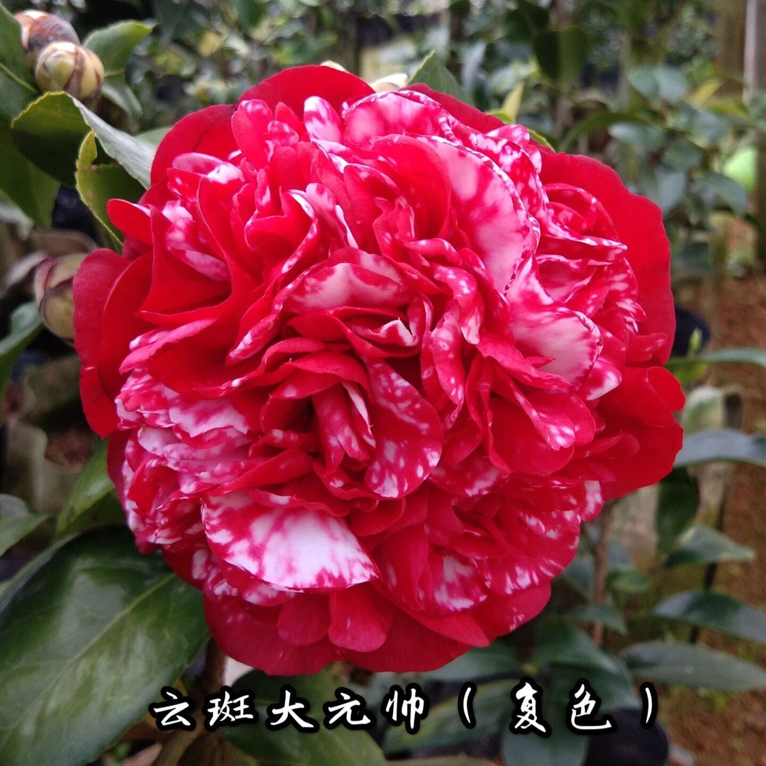 云斑大元帅名贵稀有品种茶花四季常青