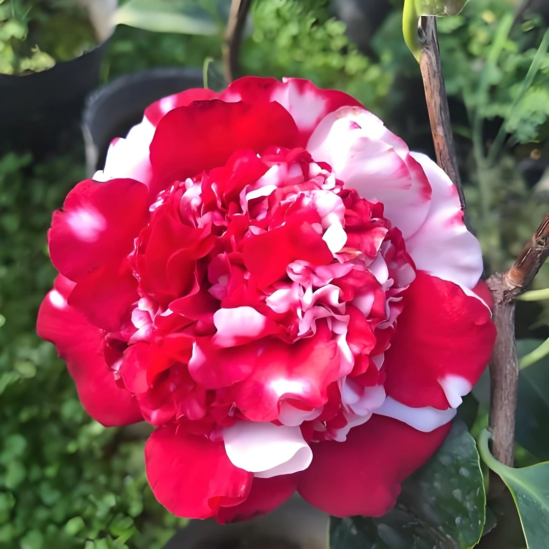 花佛鼎名贵山茶花稀有品种可地栽阳台庭院四季常青不落叶