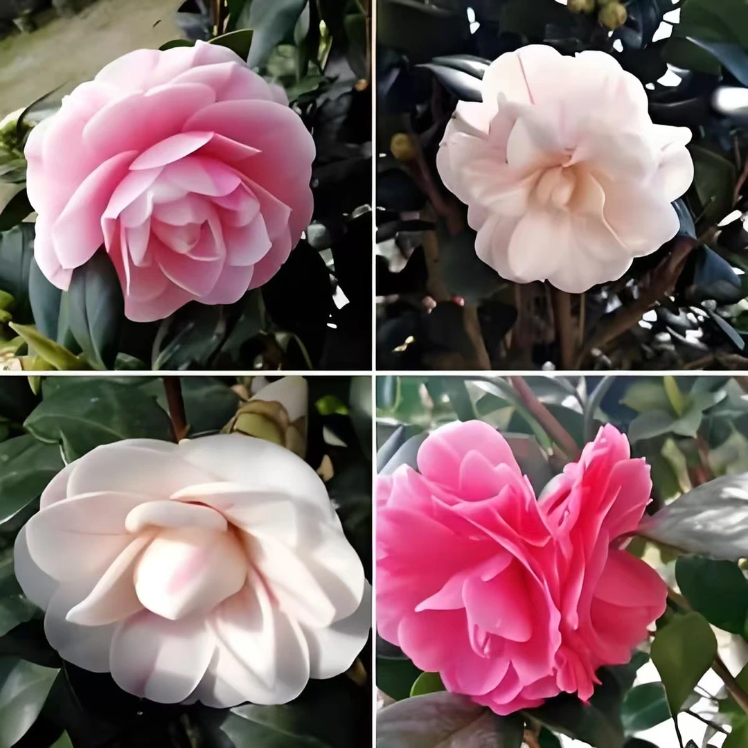 七仙女稀有名贵茶花又名大五宝一花多色传统老品种盆栽地栽花卉