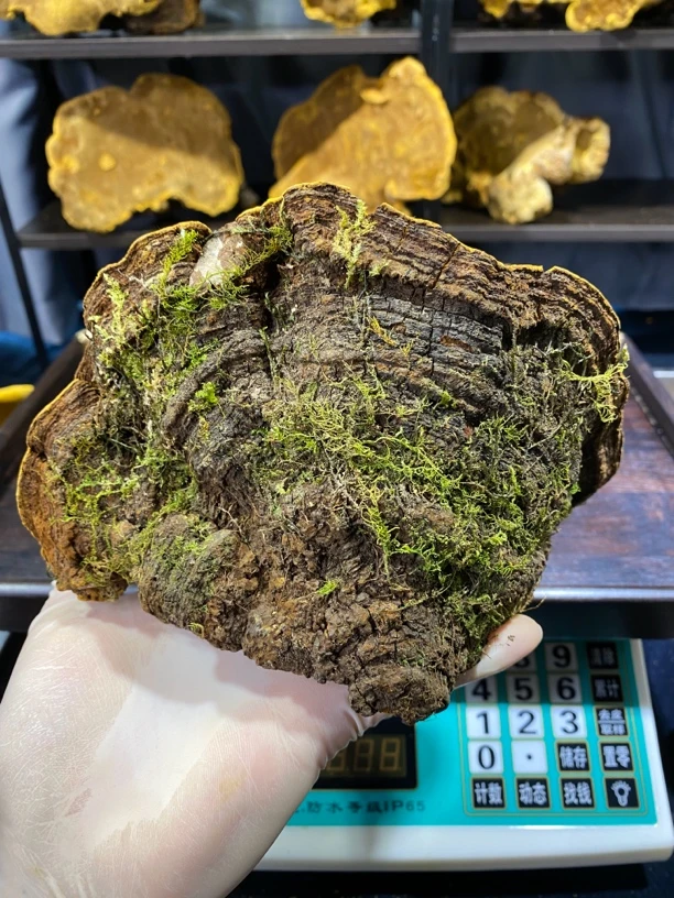 西藏桑树桑黄桑黄菌桑树桑黄断块桑黄整块