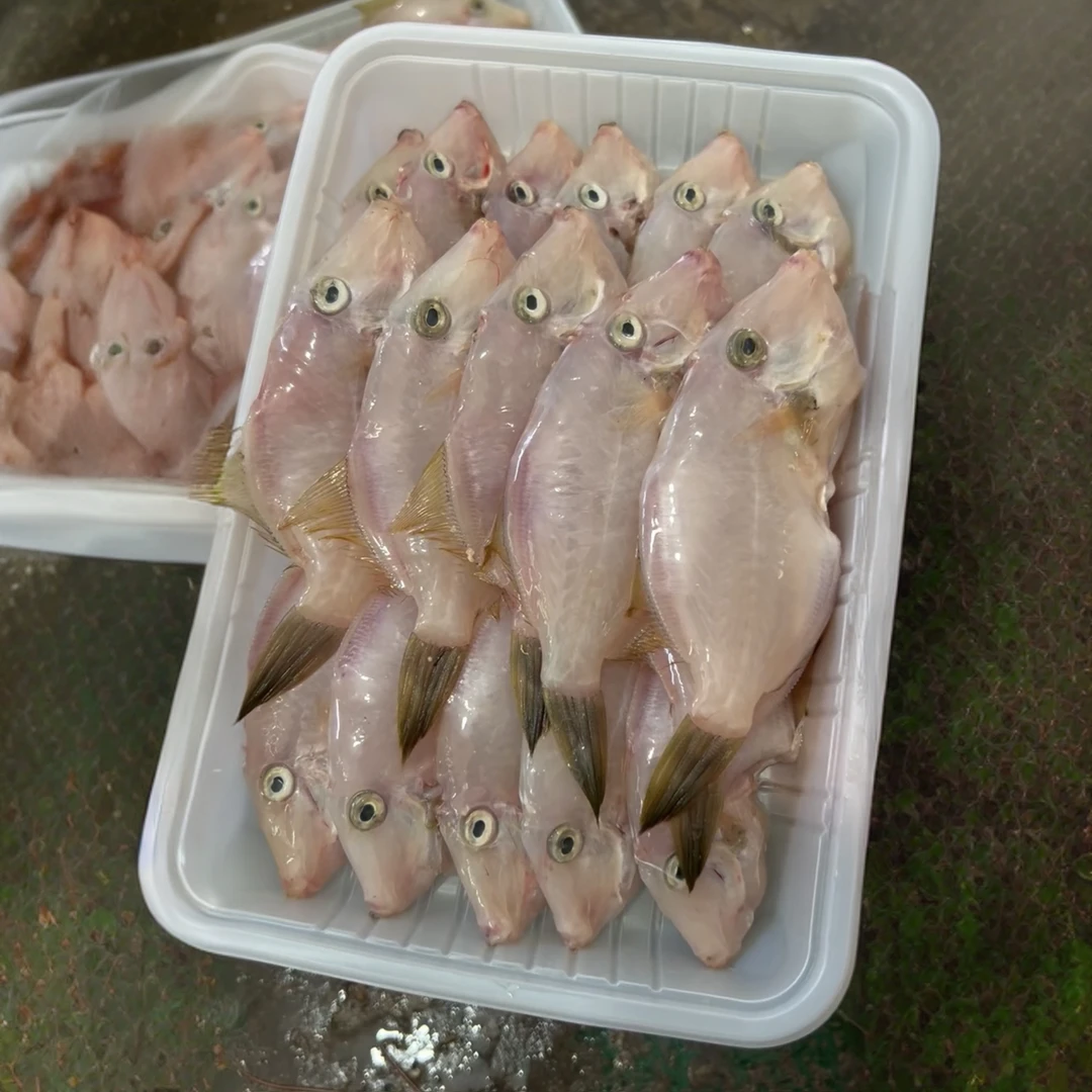 【五斤】惠来神泉本港人气小正迪小圆迪小长迪扒皮鱼
