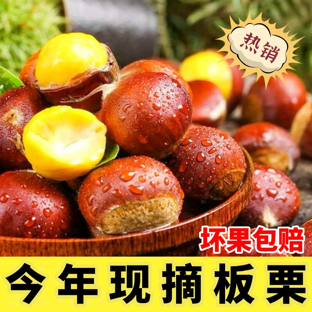 【老树油栗】9斤聚划算迁西板栗 5斤新鲜生板栗 3斤油栗子 粉面香甜