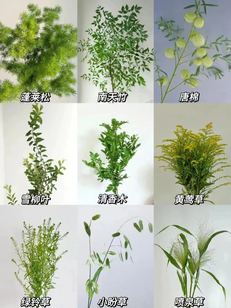 【草花】云南源头直发~~