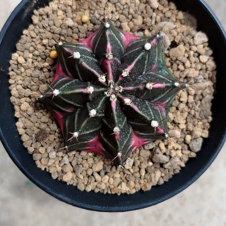 泰系米哈仙人球实生300