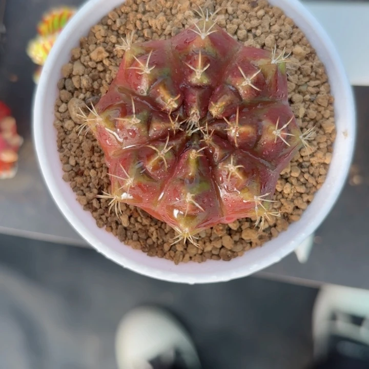 泰系米哈仙人球金色宝珠400