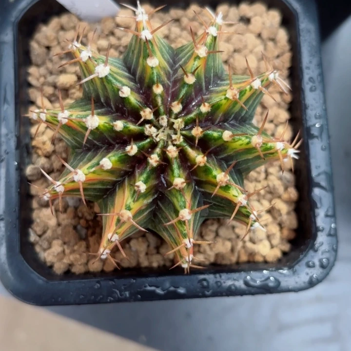 肋骨锦泰系米哈仙人球11