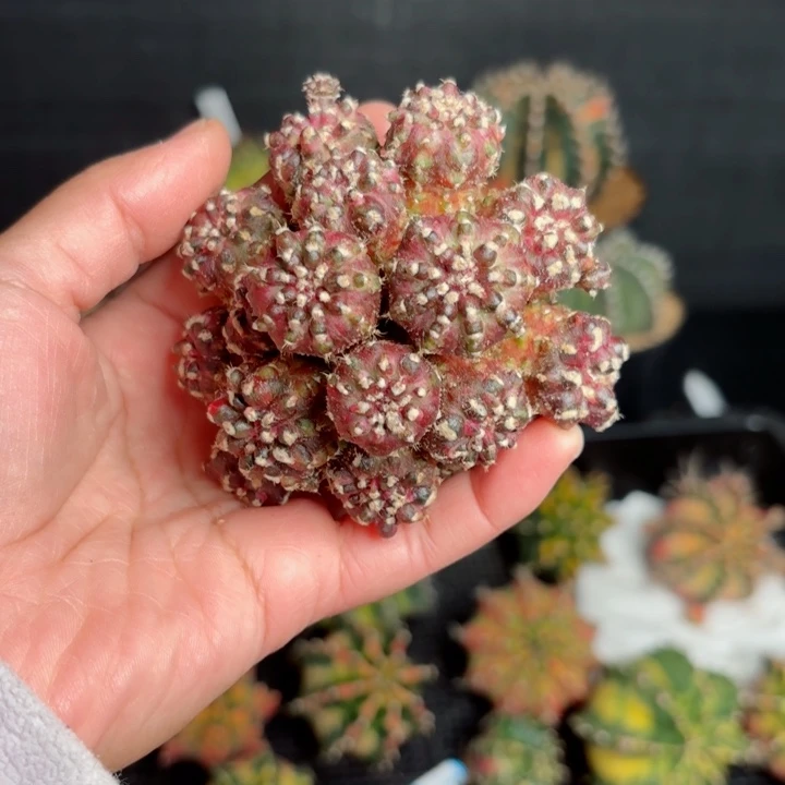 实生仙人球300泰系