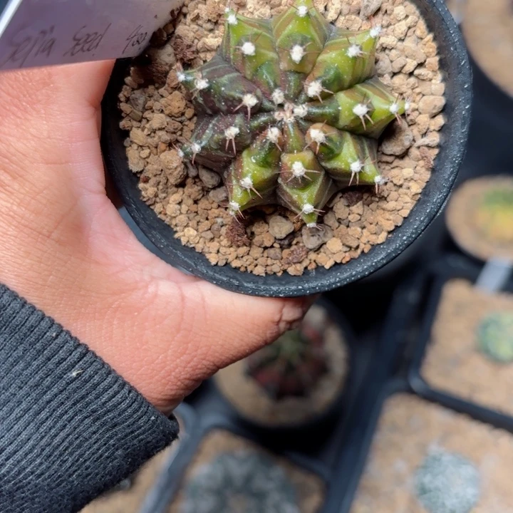 泰系米哈仙人球400实生