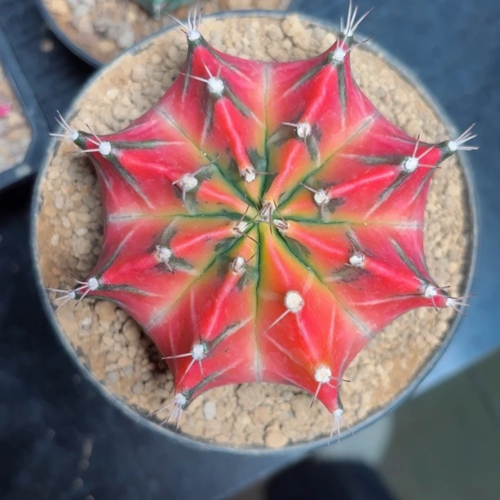 ?****y泰系米哈仙人球1500