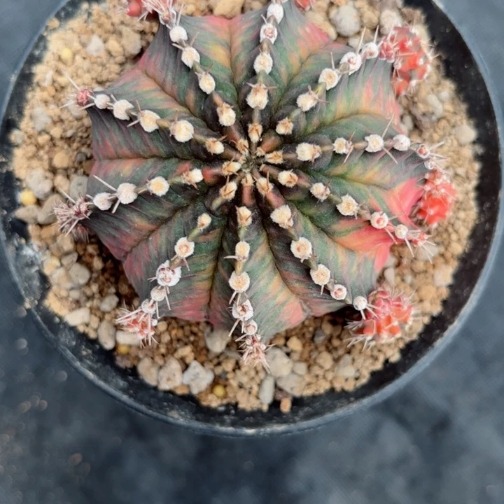 泰系欧若拉仙人球1000