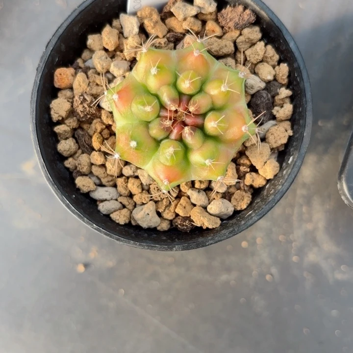 泰系粉色菠萝仙人球200