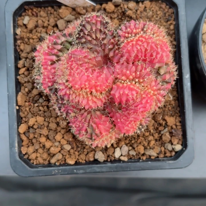 实生缀化仙人球119