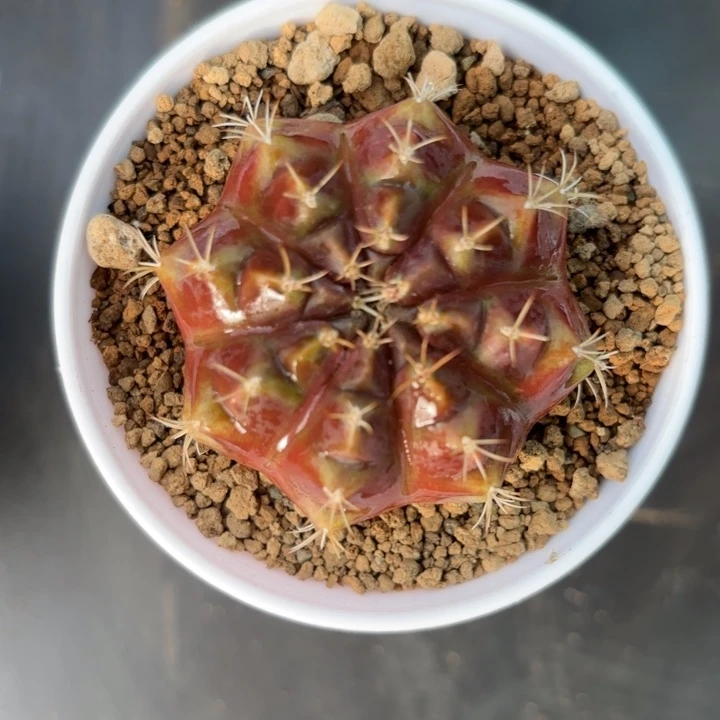 金色宝珠米哈仙人球