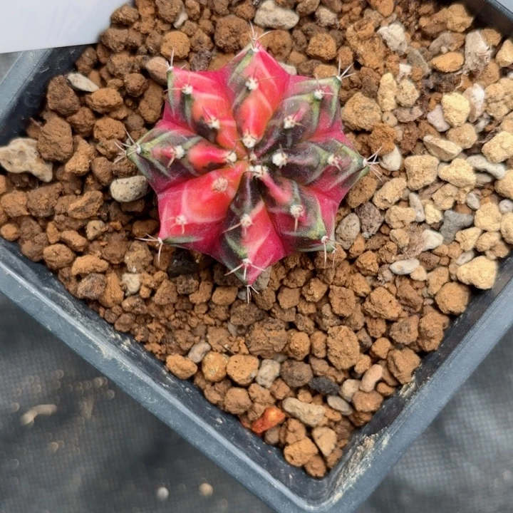 泰系米哈仙人球238