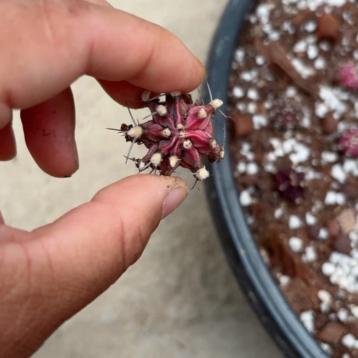 x****g泰系米哈仙人球侧牙05