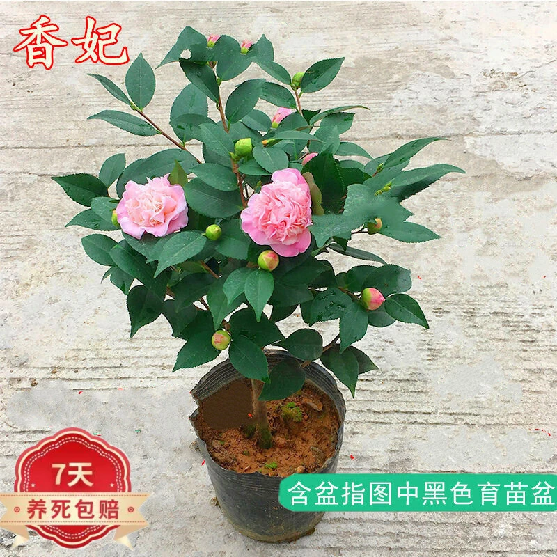 香妃赤丹山茶花，包邮到家带花颜色优选小巧生长花季艳丽开花鲜活