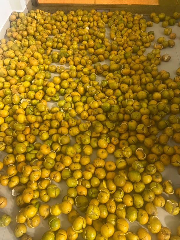 正宗新会  天马大红皮