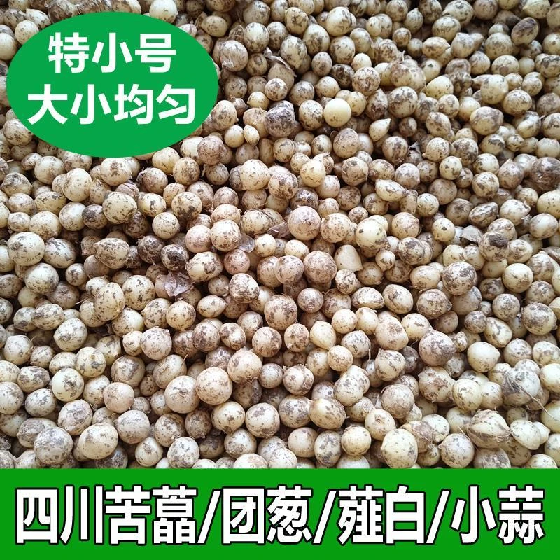 新鲜农家野生团葱苦藠 薤白根蒜 苦芥小蒜四川荞头苦叫苦叫特小果