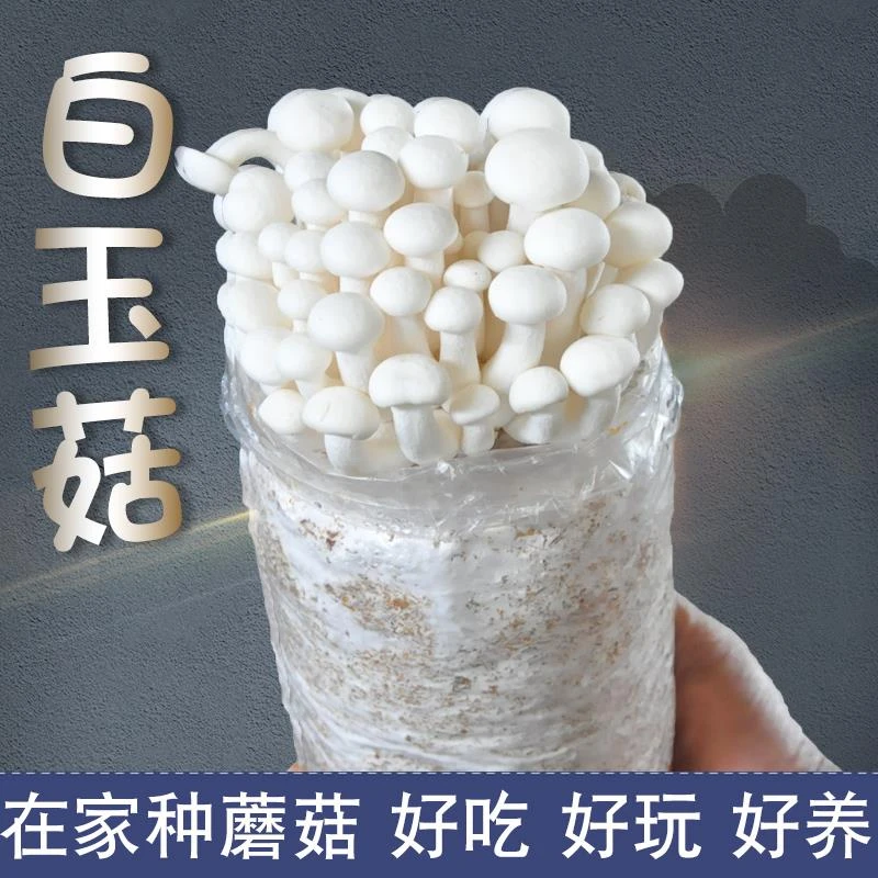 白玉菇菌包袋装蘑菇种植包菌种盆栽家种菌菇海鲜食用家庭新鲜菌棒