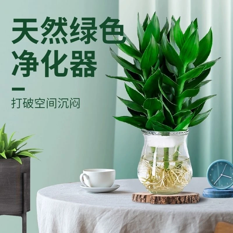【观音竹畅销榜第二】水培带根玻璃瓶客厅花卉绿植粗枝好养富贵竹