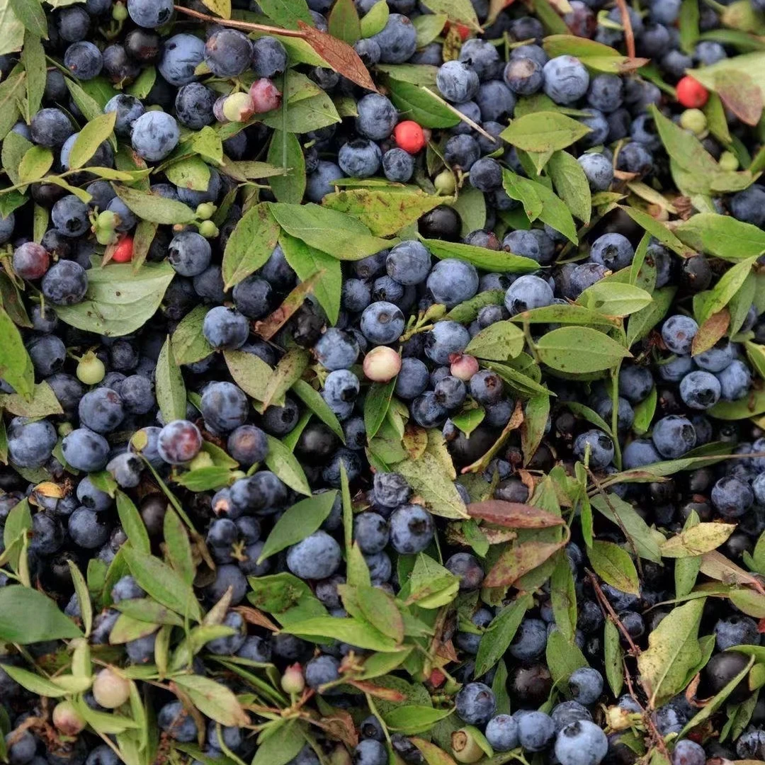大兴安岭蓝莓东北特产都柿小蓝莓足斤冷冻真空发货2斤包邮