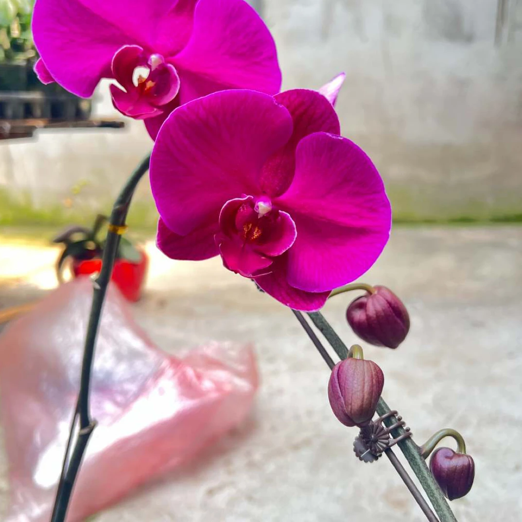 龙·兰苗大辣椒3.5寸加高杯超成熟苗已出花梗轻微裂叶不包售后爆根