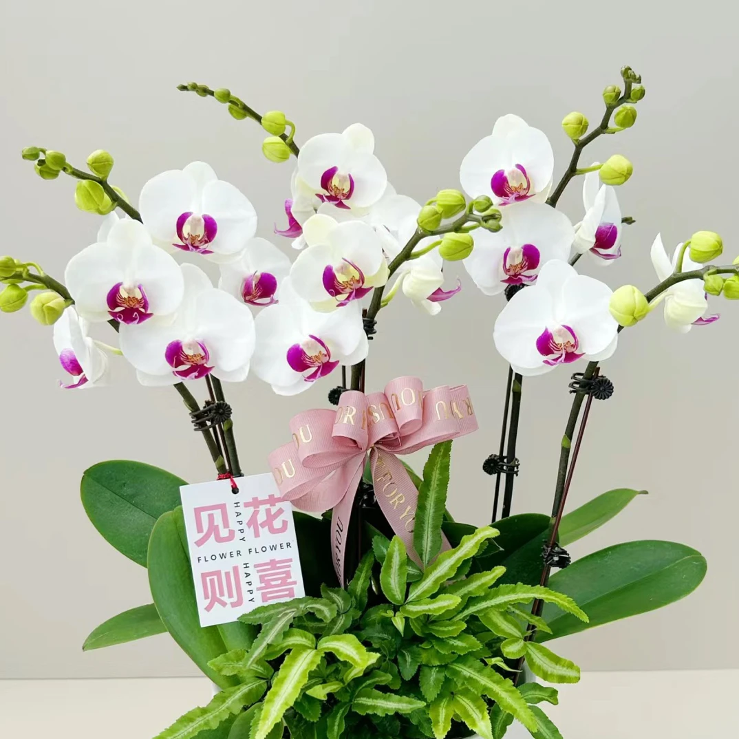 雪玉蝴蝶兰3.0寸杯苗【无花箭】容易出双梗