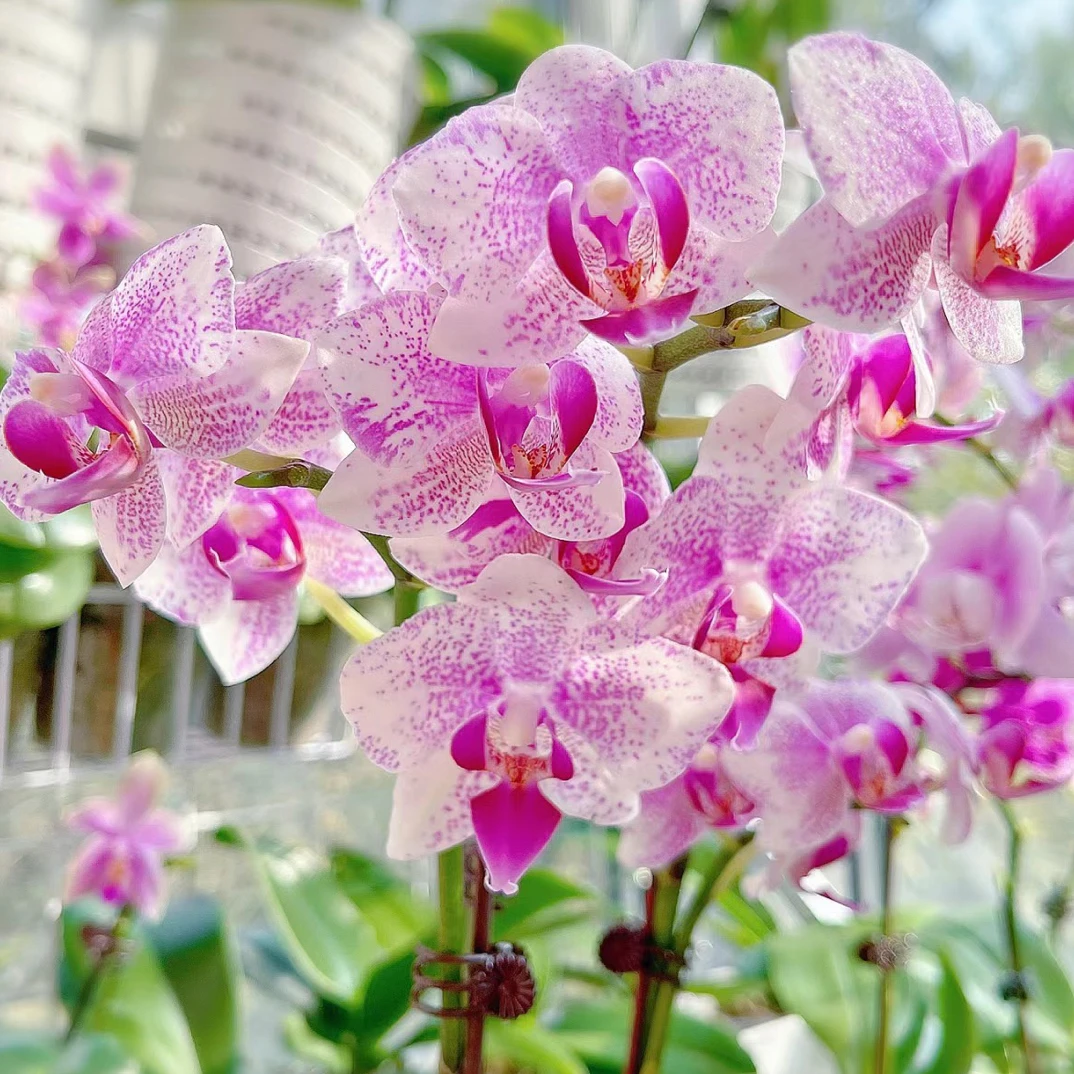 鹿特丹蝴蝶兰3.0寸杯苗无花箭
