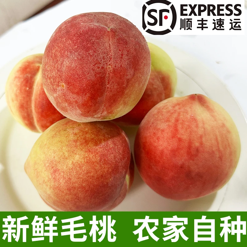 山东新鲜毛桃现摘桃子夏季水蜜桃 偏软 酸甜口感京东顺丰京东发货