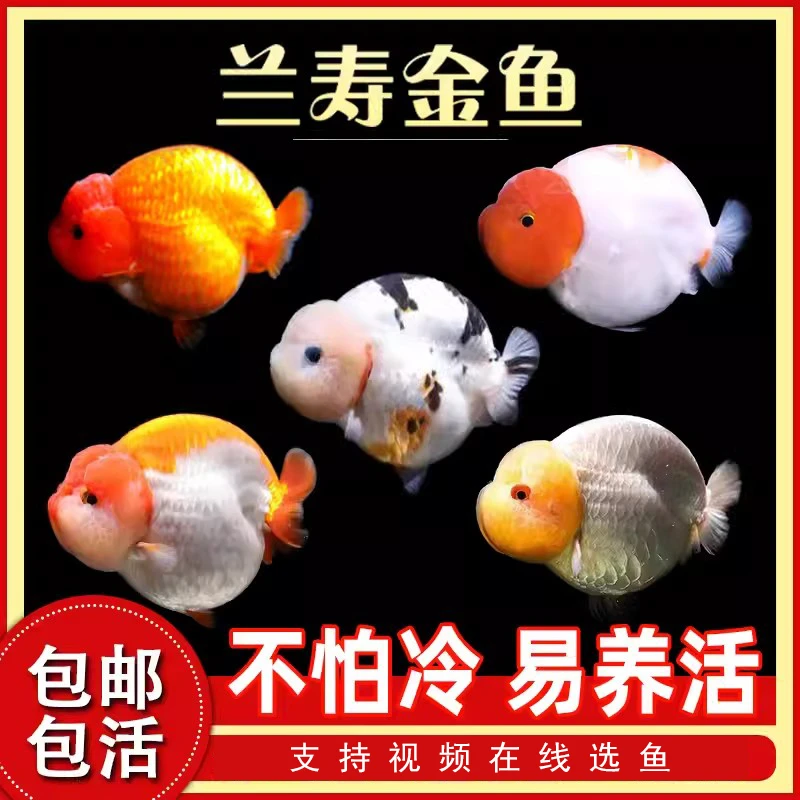兰寿金鱼纯种好养冷水蓝瘦观赏鱼淡水精品奶牛玉兔兰寿苗活体混养