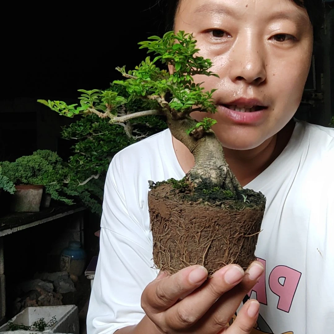 对接白蜡盆景伊**诗